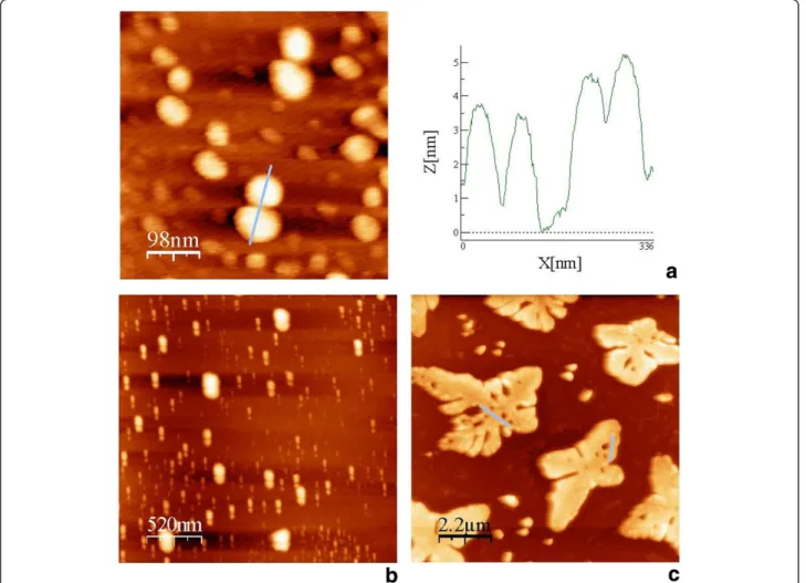 Figure 4 AFM analysis of the second type of DBC micelle superstructure according to scheme 2