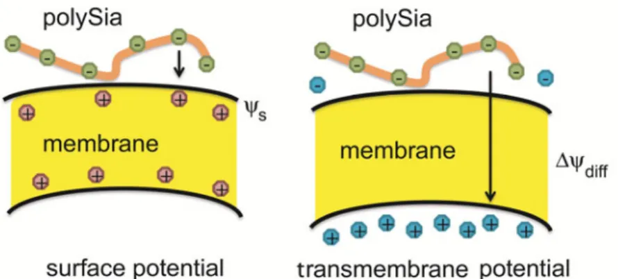 Fig. 5. The surface potential ( S ) and the potassium diffusion potential ( diff ) as driving  forces for binding of polysialic acid (polySia) chains to the surface of lipid membranes