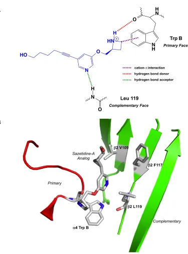 Figure 2.2 Binding models of sazetidine-A and analogs. (A) Binding model for sazetidine-A based on established interactions seen with nicotine (12)