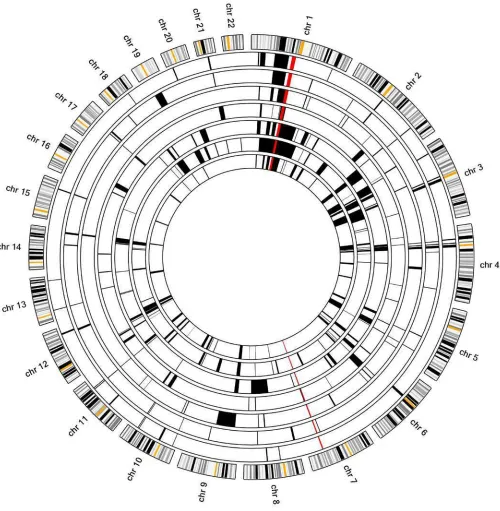 Figure S1. Autozygosity mapping in family ES1. The schematic results generated by AgileMultiIdeogram 