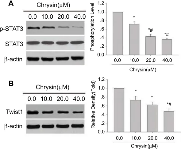 Figure 3 Chrysin induces SHP-1 protein expression in SMMC-7721 cells and MHCC97H cells