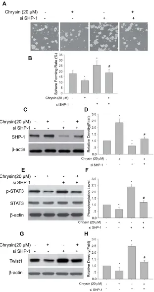 Figure 6 Effect of SHP-1 siRNA transfection on chrysin inhibition of sphere formation, upregulation of SHP-1 expression and decreasing expression of p-STAT3 and Twist1Gin SMMC-7721 cells