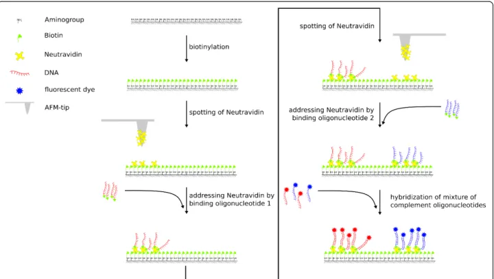 Figure 1 Overview of the spotting method. Spotting is carried out on a biotin functionalized glass surface