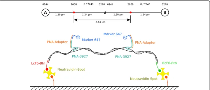 Figure 5 Fluorescence microscopic image. After array-preparation DNA-construct side A and B self-assembly was initiated by transferring a diluted mixture of side A and side B DNA-constructs directly onto the array