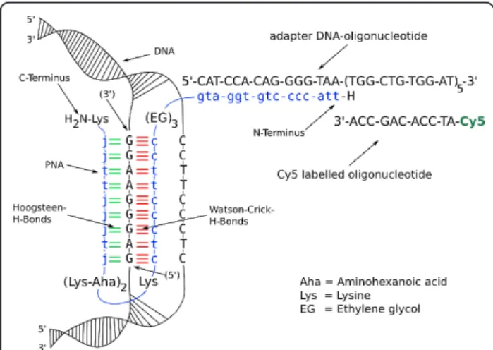 Figure 7 PNA binding and combined DNA-orientation test. The oligonucleotide LCF5-Btn attaches side A of the double DNA-construct to the surface and immobilizes the strand