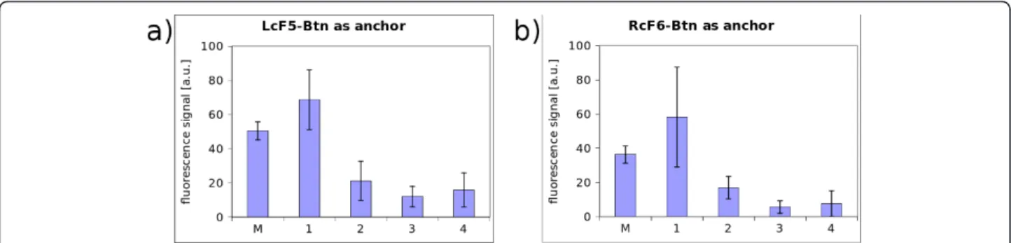 Figure 9 Test for construct orientation. a) L represents the successful binding situation shown in figure 8 - Cy5-cF6 was prehybridized whereas LcF5-Btn is located in the corresponding spot whose signal is plotted here - R: catcher oligonucleotides for the