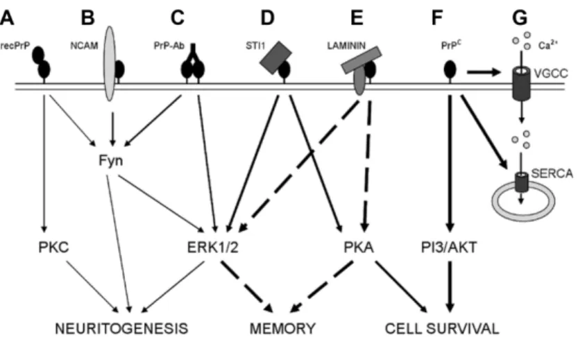 Fig. 4. The role of cellular prion protein in signal transduction. The diagram summarizes the  pathways modulated by prion protein in different experimental conditions