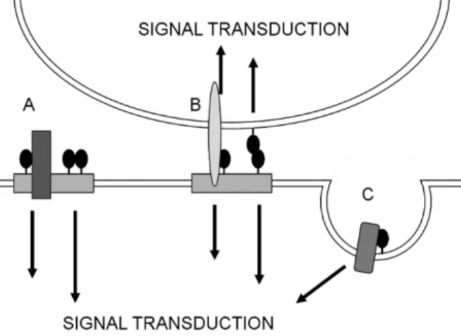 Fig. 5. Cellular prion protein works as a scaffold protein on the cell membrane. Prion  protein is able to interact with different binding partners at the cell surface and it takes part  in different signal cascades
