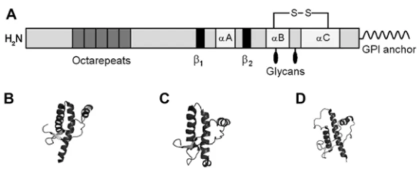 Fig. 1. Structural features of cellular prion protein (PrP C ). A – The secondary structure of  mature PrP C  consists of a flexible N-terminal domain containing five octarepeats and   a globular C-terminal domain composed of 3 -helices (A, B, C) and t