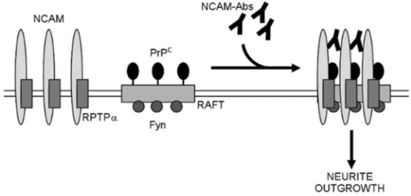 Fig. 2. The role of cellular prion protein in NCAM-mediated neurite outgrowth. According  to the proposed model [59], in resting conditions (on the left) NCAM and the Fyn activator  RPTP interact outside the rafts that are enriched in PrP C  and Fyn