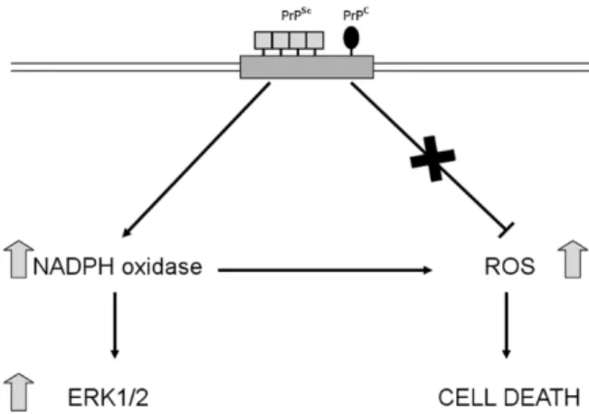 Fig. 3. A model of prion-induced cell death through ROS production. Prion replication  stimulates ERK1/2 complex activation by NADPH oxidase