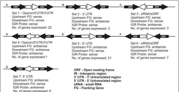 Figure 8 Schematic representation of the Intergenic region transcript orientations. Possibility of intergenic transcripts as parallel transcriptional outputs from adjacent mRNAs in the same strand.