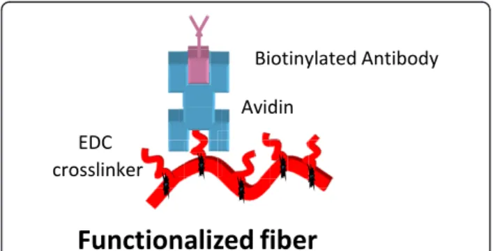 Figure 1 Functionalized nanofiber. Shows method used for attaching antibodies to PVC-COOH nanofibers.
