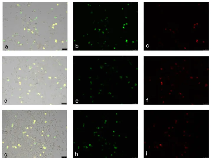 Figure 4 Immunofluorescence 24 h after NP-mediated transfection. pIRES-hrGFP-HMGB1 transfection with NP-mediated protocols