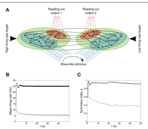 FIGURE 4 | Double population scenario: network architecture, activityand connectivity of the output populations with full (two target ﬁring rates (30 Hz fordashed arrowsand rate-dependent Short-Term Plasticity.populations,in two branches, one required to ﬁ