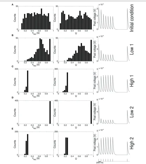 FIGURE 2 | Single population scenario: STP parameters distributionduring adaptation with (Hz).condition.phase (30 Hz).phases of the dynamics are represented.U, τrec) learning scheme (Part 2)