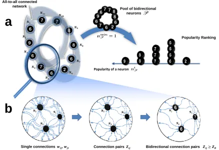 Figure 1 Algorithm Step 1: Neurons popularity ranking. A All-to-all toy network ofmade byfromPmade within the pool,network of single connection pairs(right)