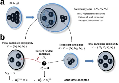 Figure 3 Algorithm Step 3: Friendship algorithm. A Detecting the candidate community core: The highestranked neurons in the blob that are also all-to-all bidirectionally connected