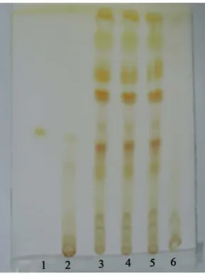 Figure 1. TLC Chromatogram of Caulis Sargentodoxae. 1. Salidroside; 2. Reference herb of Caulis Sargentodoxae; 3-5
