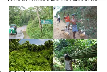 Figure 6. Some threats to forest protected areas of the country: a) road network within the national park, b) illegal logging, c) invasive alien species and d) NTFPs collection from inside the national park