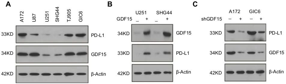 Figure 3 (cells. GBM cells were transfected with pCMV3-C-FLAG plasmid expressing PD-L1 cDNA ORF or empty vector control for 48 hrs.Knockdown of GDF15 by shRNA lentivirus reduced PD-L1 expression in A172 and GIC6 GBM cells