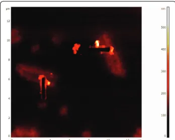 Figure 1 Topographic AFM micrograph of chromosomes 3 after DNA extraction. Upon localization of the chromosome region to be dissected the AFM microscope is switched in Contact Nanolithography Mode and the probe is scanned at high force  (5-10 μN) several t