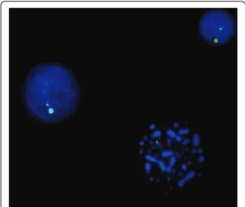 Figure 6 FISH using DOP-PCR products. FISH using DOP-PCR products of the nanodissected microchromosome