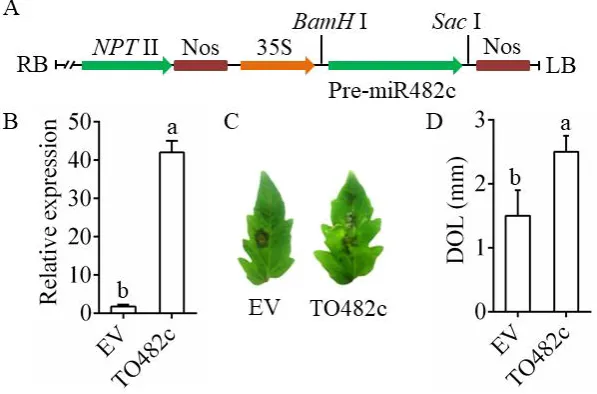 Figure 2. Transient overexpression of miR482c in tomato leaves. (A) The framework of the 