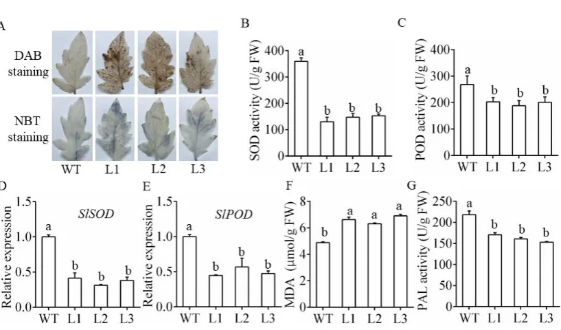 Figure 4. Detection of physiological and biochemical indicators of the miR482c-overexpression 