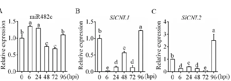 Figure 1. MiR482c and SlCNL expression patterns upon infection. (A, B, C) The abundance of 
