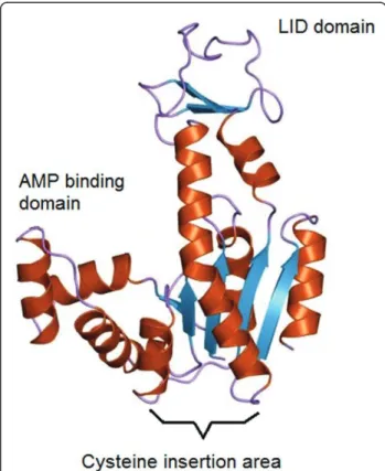 Figure 1 The structure of Adenylate kinase with a general backbone view, showing the LID domain, the AMP-binding domain and the area of a mutation: substitution of the original residue at the 75th position by Cys.