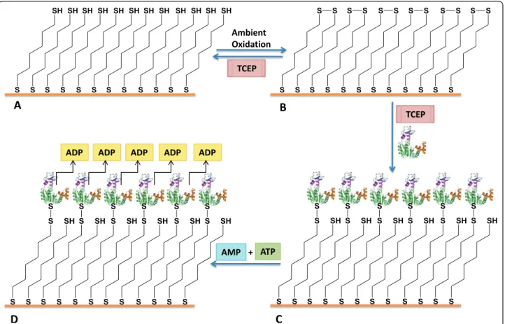 Figure 5 The scheme of the overall AK-based platform preparation and test process. (A) preparation of 1,6-hexane dithiol monolayer