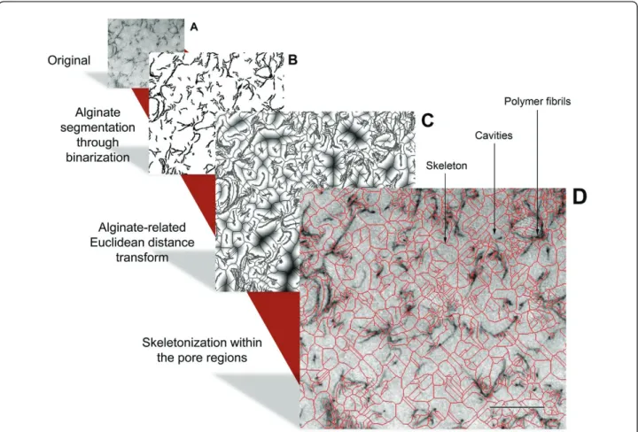 Figure 1 shows 2D images of the matrix nano-architec- nano-architec-ture of the alginate hydrogel microcapsules