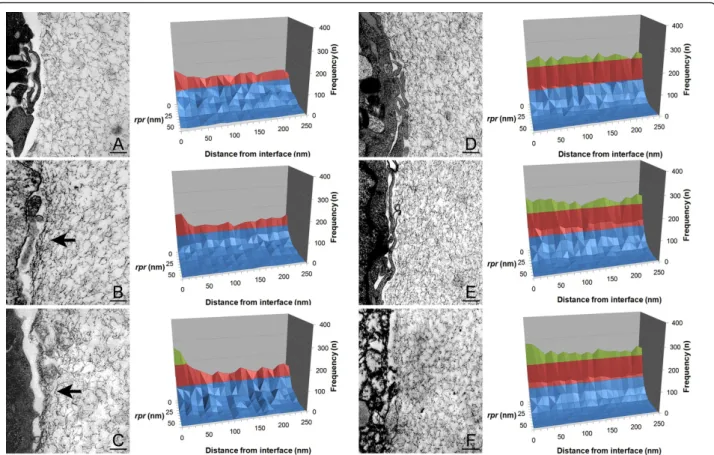 Figure 4 Analysis of transmission electron microscopy images of the cell biomaterial interface on microcapsules made of 0.8% (A, B, and C) and 1.4% w/v (D, E and F), at day 0 (A and D), 3 (B and E), and 6 (C and F)