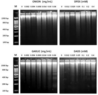 Figure 4. Internucleosomal DNA fragmentation. HL-60 cells were exposed to various concentrations of onion, garlic and their distinctive organosulfurs for 5h