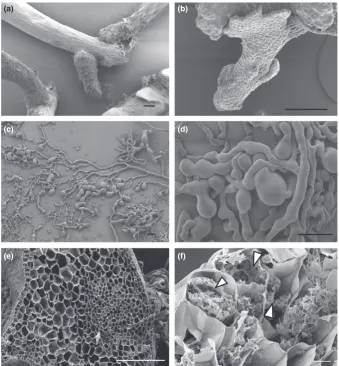 Fig. 8 Scanning electron micrographs ofaxenically grown liverworts and fungalisolates and recolonization of Haplomitriumgibbsiae with Mucoromycotina fungi