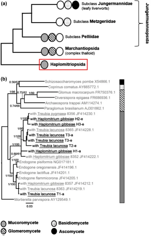 Fig. 1 (a) Liverwort phylogeny showing key nodes alongside commonlyassociated fungal symbionts (James et al., 2006; Pressel et al., 2008, 2010;Bidartondo & Duckett, 2010; Humphreys et al., 2010; Bidartondo et al.,2011; Field et al., 2012; Desiro� et al., 2