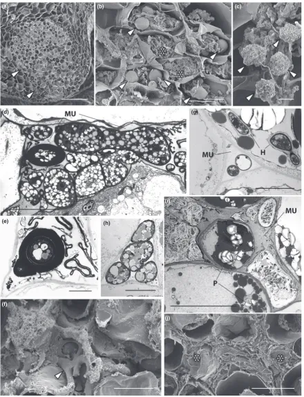 Fig. 6 Treubia lacunosacell walls (e). In plants grown at 1500 ppm [CO(MU) intercellular spaces are packed with fungus forming semi-parenchymatous structures (d, arrowed in f) as well as structures with thick, multilayeredin plants grown at 1500 ppm [COno 