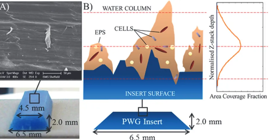 Fig 3. Explanation for the area distribution shape given the uneven surface of the insert