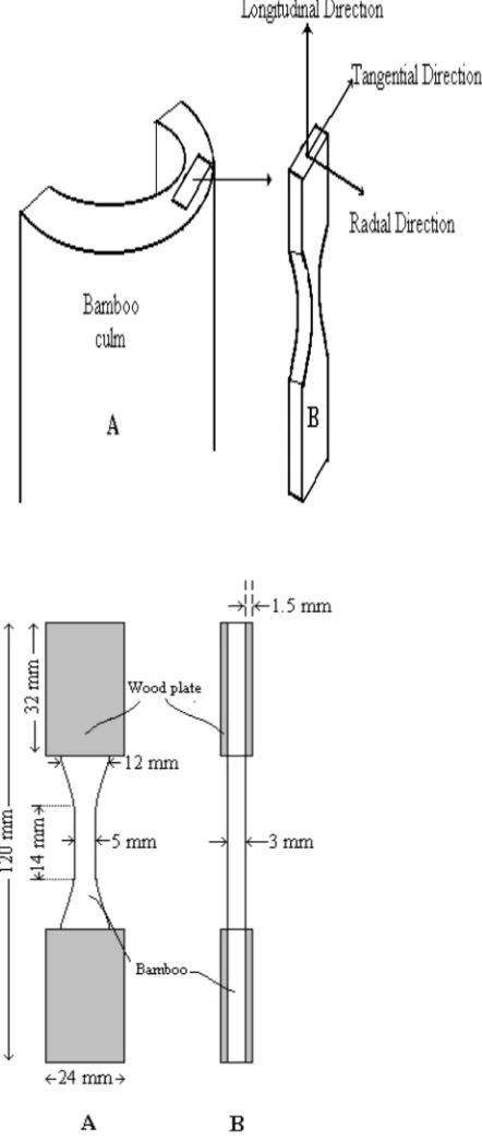 Figure 2. Orthotropic axes of bamboo. Half-culm (A), tension                 Figure 3