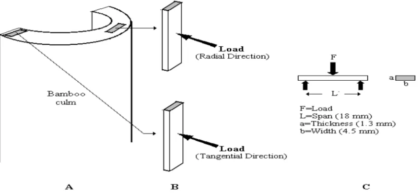 Figure 4. Radial and tangential load direction. Half-culm (A), bending specimens (B), dimension of bending specimens (C) 