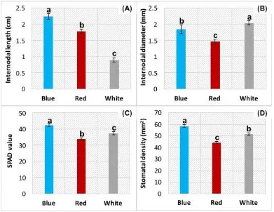 Figure 4. Effect of blue, red, and white LED lights on the growth and physiology traits of Eustoma ex vitro for acclimation