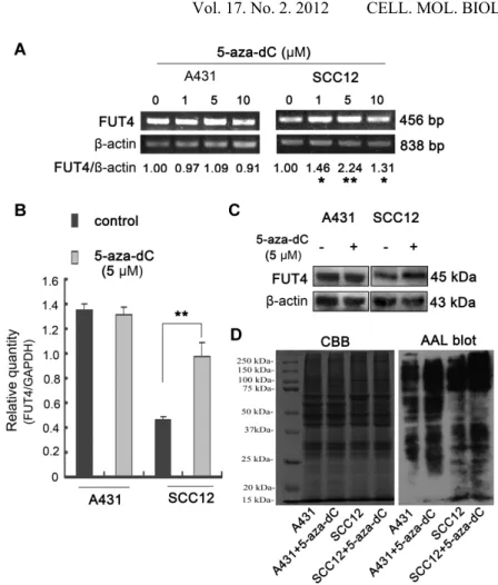 Fig. 4. FUT4 and fucosylated protein expression in 5-aza-dC-treated cells. By (A) semi- semi-quantitative RT-PCR, (B) real-time PCR and (C) Western blot, FUT4 expression was  examined after treatment of cells without or with 1-10 M 5-aza-dC
