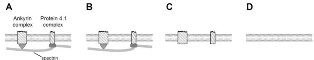 Fig. 1. Schematic representation of membranes of different complexity that exhibit  different partial characteristics of the RBC membrane