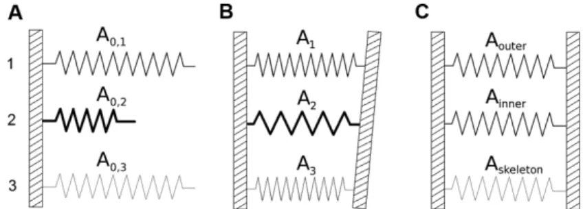 Fig. 2. Spring representation of the equilibrium state of three coupled layers. A – Three  unconstrained springs with different equilibrium lengths (denoted as A 0,i  with i = 1, 2, 3)  and different spring constants (with their strengths depicted by the t