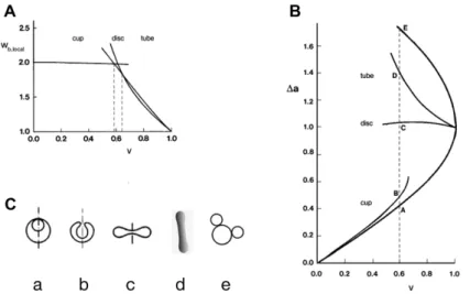 Fig. 3. The dependence of vesicle properties on reduced volume. A – Reduced local bending  energy of the vesicle (w b,local  = W b,local /8πk c , where 8πk c  is the local bending energy of the  sphere; see Eq