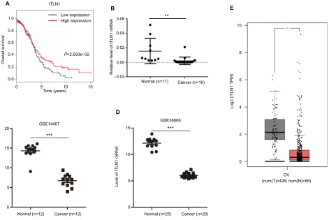 Figure 10 Validation of hub genes.the GEO databases. Two datasets showed lower expression of ITLN1Abbreviations:Notes: (A) Survival analysis indicated that ITLN1 was a positive prognosis factor in epithelial ovarian cancer, while patients with a higher exp