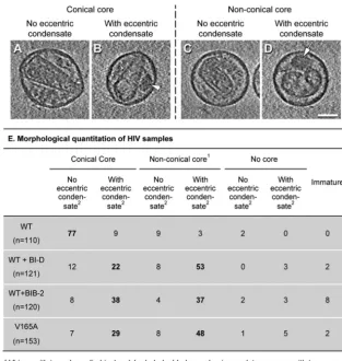 FIG 4 Examples of relatively rare morphotypes observed in populations ofWT virions. (A) Central tomographic slice of a WT particle without a core oreccentric condensate; (B) central tomographic slice (left) and correspondingtomo-bubblegram slice (right) of