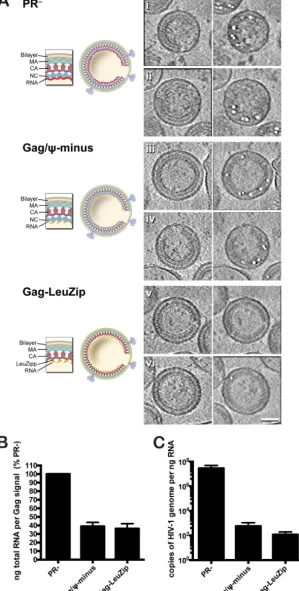 FIG 6 Tomo-bubblegrams of immature HIV-1 particles. (Ai to Avi) Central tomographic sections (left) and corresponding tomo-bubblegram sections (right).Full tomograms of the virions in panels Aii (Movie S5), Aiii (Movie S6), and Avi (Movie S7) are shown in 