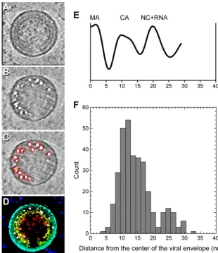 TABLE 2 Bubbles in three kinds of PR� HIV-1 particles